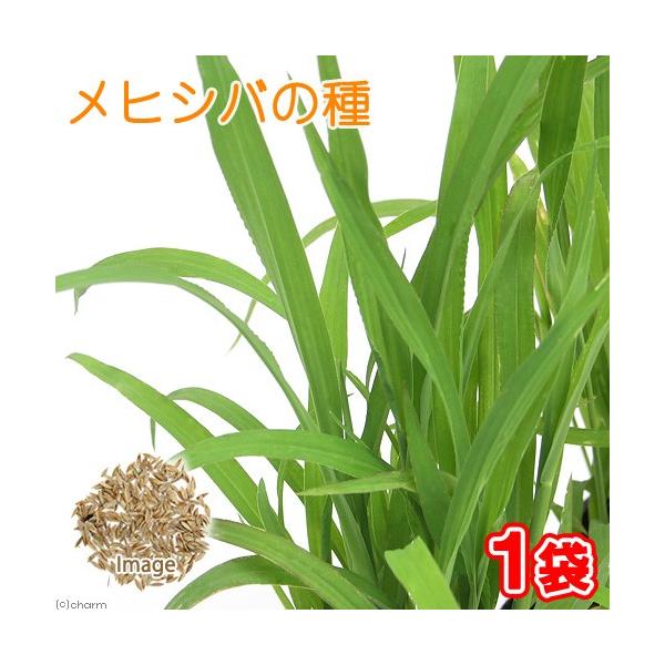 qVo̎iP܁jL@@@L@@q