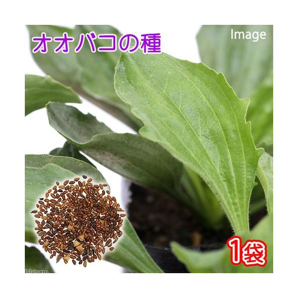 IIoR̎iP܁j@@@@@ƒ؉@q@Y