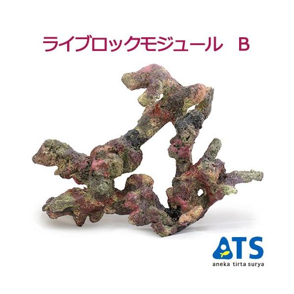 ライブロックモジュール　アクアリウム　擬岩 ライブロックモジュール B アクアリウム 擬岩 : チャーム charm