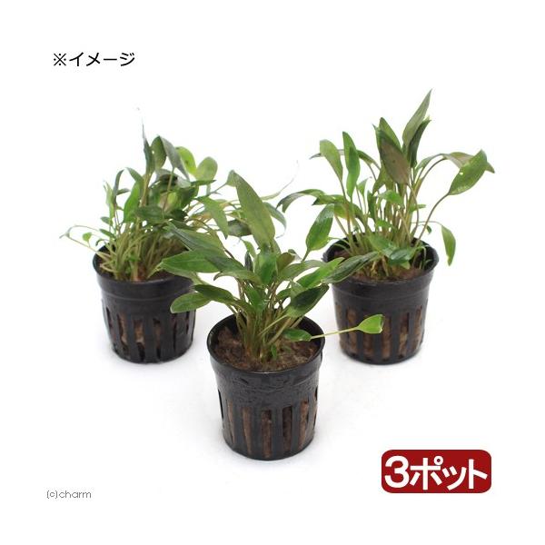 �i�����j�N���v�g�R���l�@�x�P�b�`�[�i�R�|�b�g���j