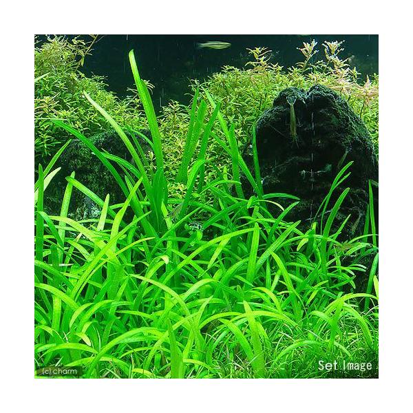 ijsO~[`F[TW^Aitji_jiPOj