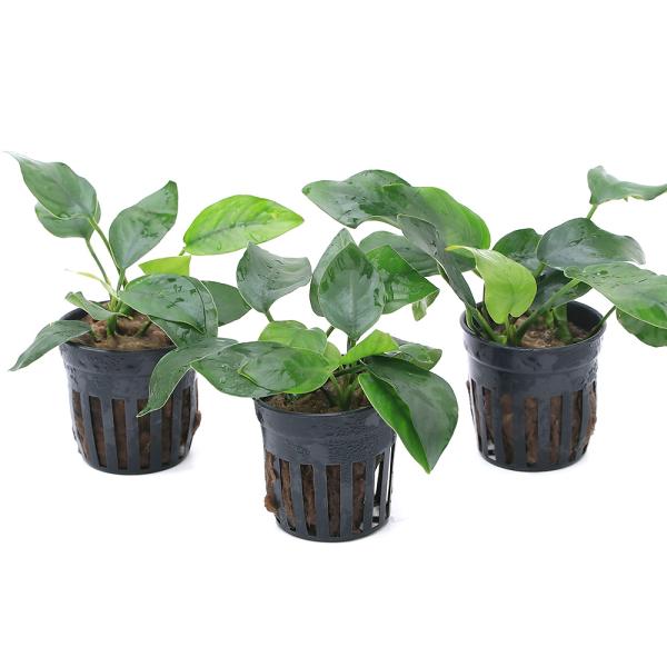 熱帯魚　_aqua　活着する水草　アヌビアス　水草　中型　okaidoku_pot　all_plants　An_barteri　アヌビアス・ナナ　陰性水草　低光量　greenplants　20201108　YH　Ａｎｕｂｉａｓ　ｂａｒｔｅｒ...