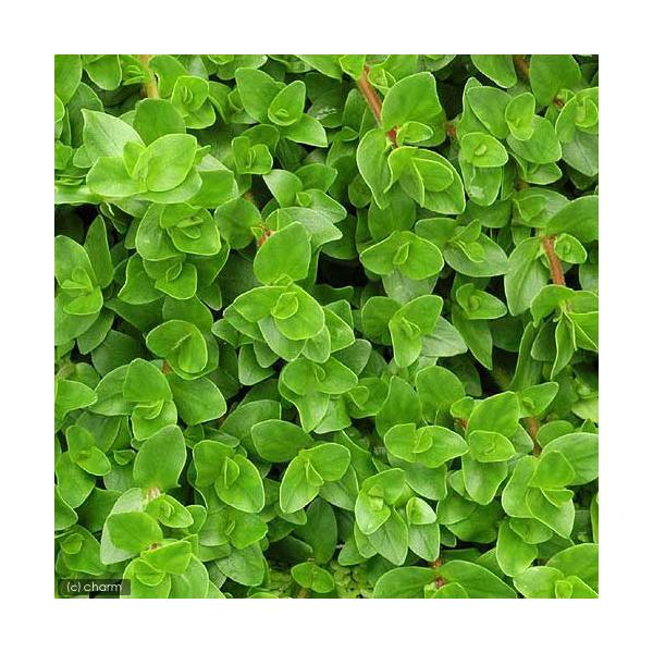 ijoRpD[C}itji_jiPO{j