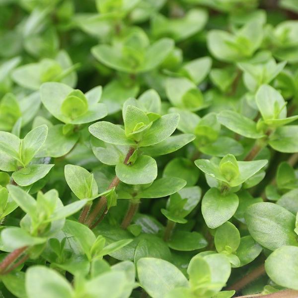 ijoRpD[C}itji_jiQO{j