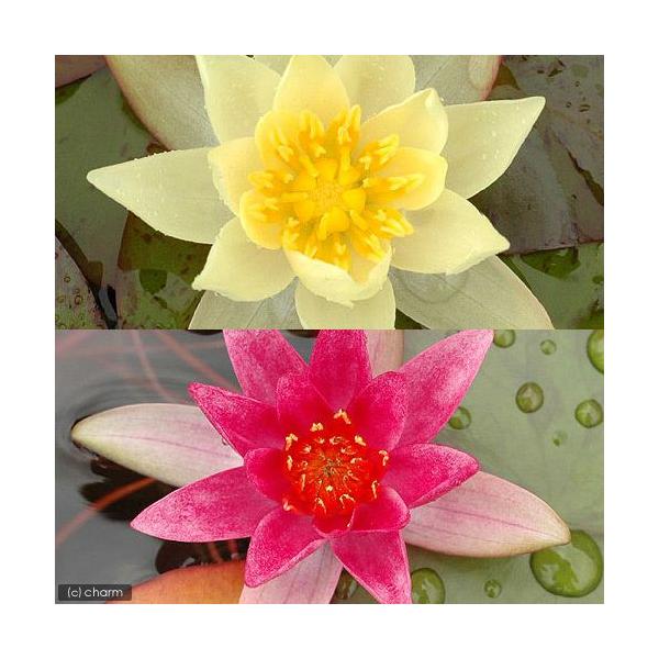 irIg[vj@@P@iqXCjFZbg@ԁEiePjixԁj