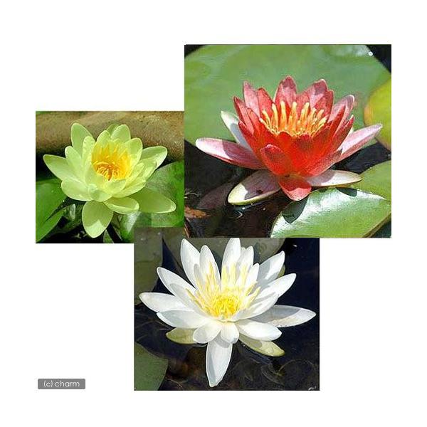 irIg[vj@@ѐ@iXCjRFZbg@ԁEEiePjixԁj