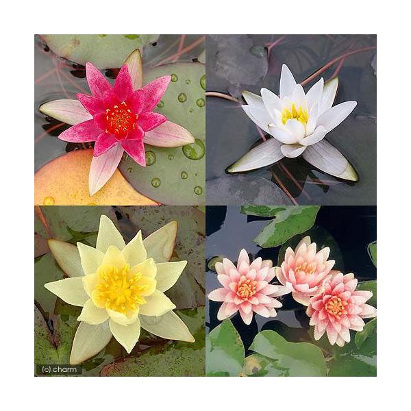 irIg[vj@@P@iqXCjSFZbg@ԁEEEiXm[vZX@^OtjiePjixԁj