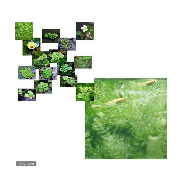 _wp　_aqua　金魚　メダカ　Ｏｒｙｚｉａｓ　ｌａｔｉｐｅｓ　ｖａｒ．　熱帯魚　エビ他　日本産メダカ　nittan_medaka_himedaka　biotope_130613　start_biotope　自由研究金魚　top_king...