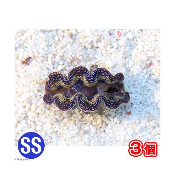 シャコガイ（ヒメシャコガイ）まとめ売り　約13kg シャコガイ（ヒメシャコガイ）まとめ売り 約13kg 沖縄産ヒメ