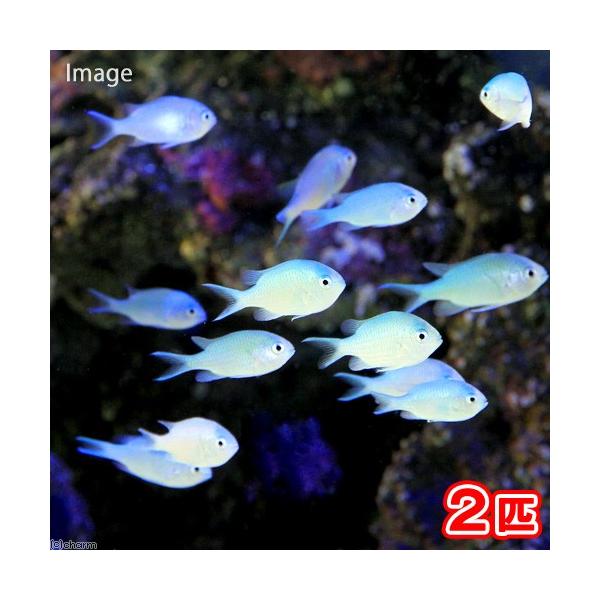 _aqua　◎　kaisui73　海水　海水生体　海水魚　ダムセル　m_damselfish　デバスズメダイ　アオバスズメダイ　Ｃｈｒｏｍｉｓ　ｖｉｒｉｄｉｓ　ＨＩＮ　20140130　debaviridis141003　kaijyo　ka...