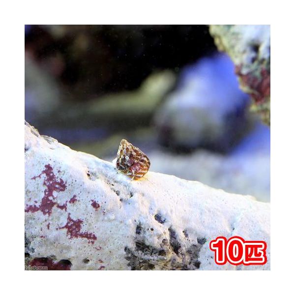 生き餌　◎　kaisui70　海水　海水生体　貝　ニシキウズガイ　科　Ｃａｎｔｈａｒｉｄｕｓ　Ｊａｐｏｎｉｃｕｓ　Ｃａｌｌｉｃｈｒｏａ　Ｃｏｎｓｏｒｓ　チグサガイ　ハナチグサ　コシダカエビス　ハツカエビス　チガイ　稚貝　エサ　生餌　フグ　ナ...