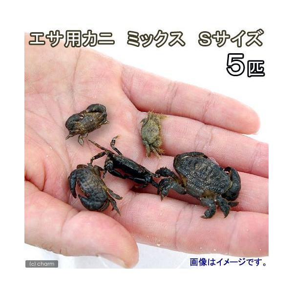 生き餌　◎　kaisui75　生餌　海水　海水生体　エビ・カニ他　m_crab　_kaisui　_aqua　20140324　ＯＳＨ　無脊椎ＩＤ　ikiesa141125　LRhouselist　餌　給餌器　ブライン　その他生体　活きエサ　...