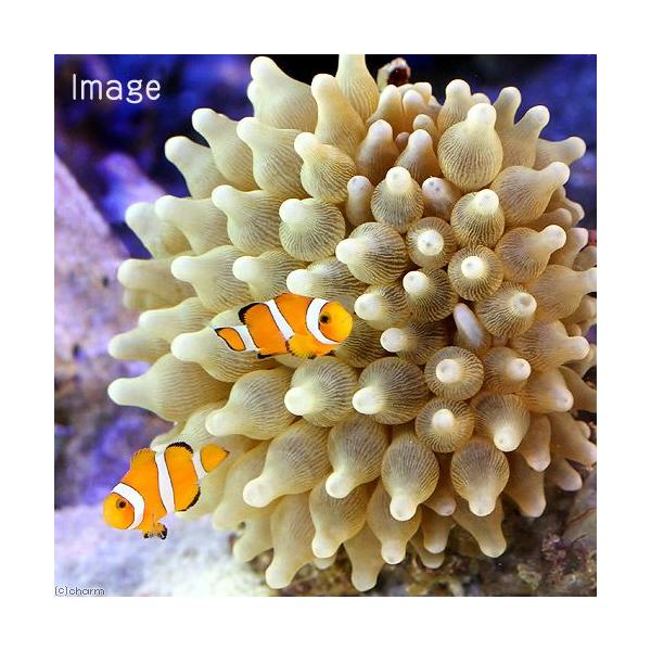 海水魚）カクレクマノミ Mサイズ（2匹）＋サンゴイソギンチャク