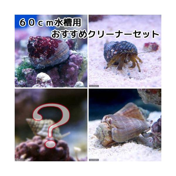 ◎　kaisui73　コケ取り　貝　m_hermit　海水　海水生体　クリーナー　掃除　苔対策　m_craeture　おすすめ　６０ｃｍ水槽　シッタカ　マガキガイ　マガキ貝　ヤドカリ　ムシロガイ　20140808　ＨＩＮ　koketori_...