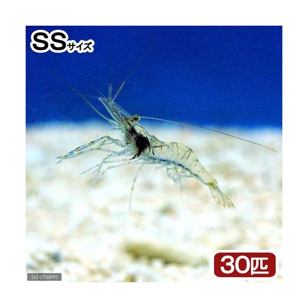 （海水魚）生餌　エサ用エビミックス　ＳＳサイズ（３０匹）　活餌　北海道・九州航空便要保温