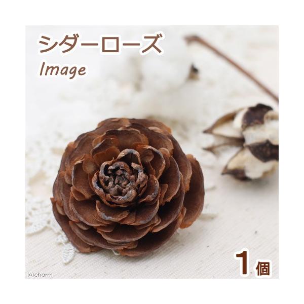 安いシダーローズの通販商品を比較 ショッピング情報のオークファン