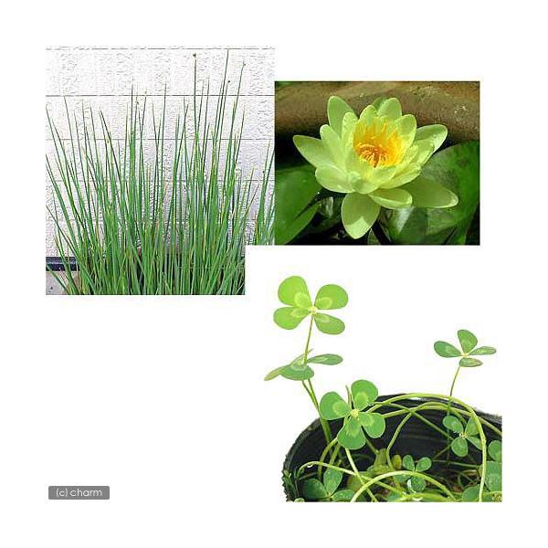 irIg[vj@@XCiPj{tgC@P|bg@{`J@P|bg