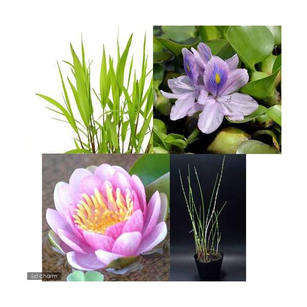 スイレン　睡蓮　栽培　育て方　金魚藻　ビオトープ　水辺植物　水生植物　浮葉植物　ホテイ草特集　水草　浮き草　ホテイソウ　ホテイアオイ　水玉　hotei＆medaka　all_plants　wp_kywrd　jkpcr22　hoteisou0...