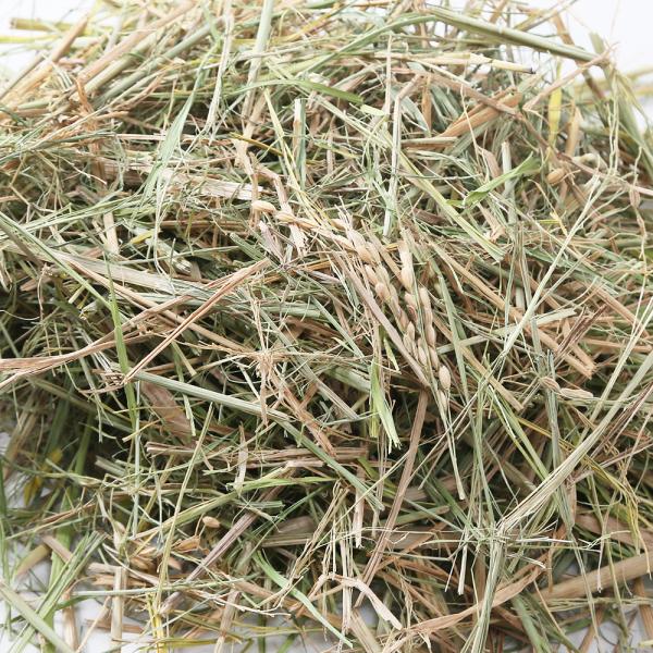 Leaf Corp 令和6年産 国産 秋刈り干し稲 500g おやつ牧草 敷材 お