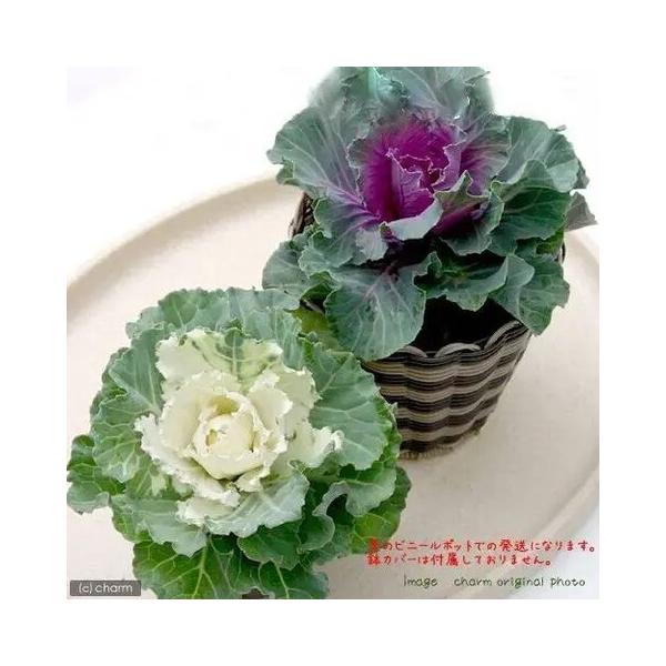 muryotassei_900_999　_gardening　ガーデニング　ハボタン　葉牡丹　花壇苗　寄せ植え　育て方　育成方法　栽培方法　観葉植物　kaijyo　y15m11　toukihassouhuka　hassouhuka2