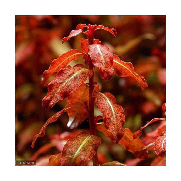 ijhEBWA@ZlKVXitji_jiR{j