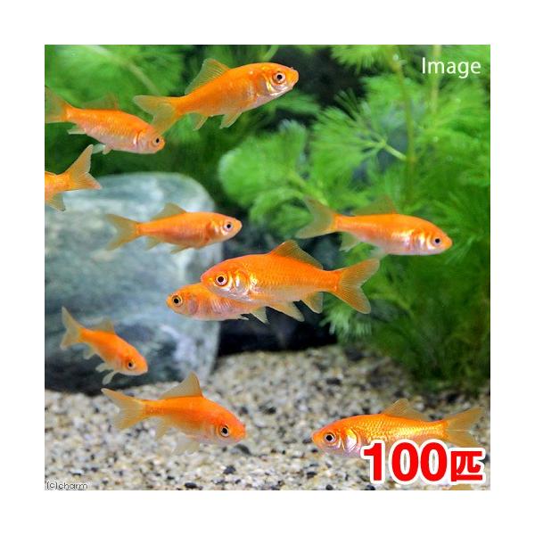 ー品販売 金魚 小赤 3cm-4cm 50匹 エサ用金魚 千葉県産 <br> (金魚) 小赤(3cm-4cm) 100匹 エサ用金魚 千葉県産