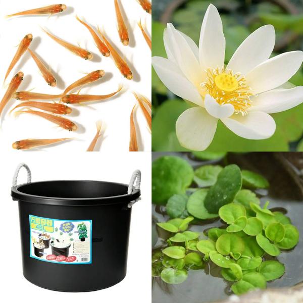 ビオトープ　睡蓮　スイレン　ハス　鉢　ガーデニング　水辺植物　ハスと鉢のセット　陶鉢　セット　はじめてのハス栽培セット　set_wmedaka　startset_hasu_medaka　startset_saibai　hasuset26　メ...