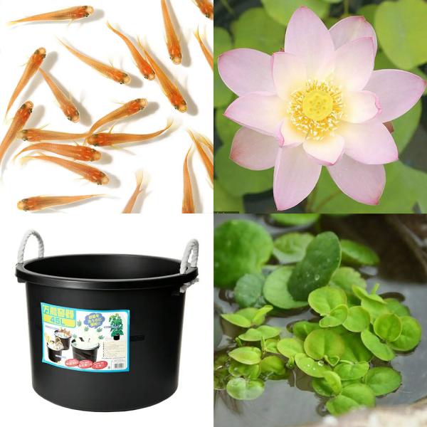 ビオトープ　睡蓮　スイレン　ハス　鉢　ガーデニング　水辺植物　ハスと鉢のセット　陶鉢　セット　はじめてのハス栽培セット　set_hasu_momo　set_sue_450　set_wmedaka　startset_hasu_medaka　s...