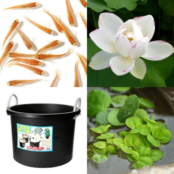 _gardening　_aqua　sfset　ビオトープ　睡蓮　スイレン　ハス　鉢　ビオセット購入時限定　ガーデニング　水辺植物　ハスと鉢のセット　陶鉢　セット　はじめてのハス栽培セット　set_wmedaka　startset_hasu_...