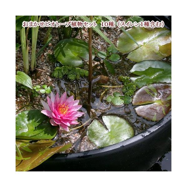 irIg[vjij܂rIg[vAZbg@POi@iXCjP܂ށj{BEl