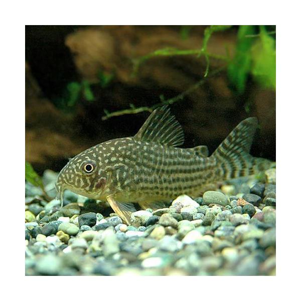 _aqua　熱帯魚・エビ他　コリドラス　ショートノーズ　コリドラス・ステルバイ　コリドラスステルバイ　３匹　ビギナーにオススメ　Ｈｏｐｌｉｓｏｍａ　ｓｔｅｒｂａｉ　Co_sｔｅｒｂａｉ　Co_breed　淡水生体　corydoras_roa...