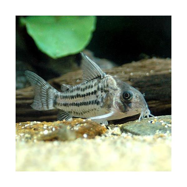 コリドラス 熱帯魚の価格と最安値 おすすめ通販を激安で