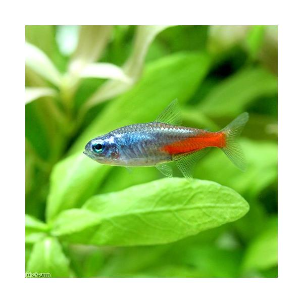 熱帯魚・エビ他　カラシン　テトラ等　南米産　小型種　カージナル・ネオン系　ダイヤモンド・ネオン　１２匹　ビギナーにオススメ　cool　ブルーダイヤモンドネオンテトラ　coolfish_nettai　kaijyo　MS0106　熱帯魚生体　t...