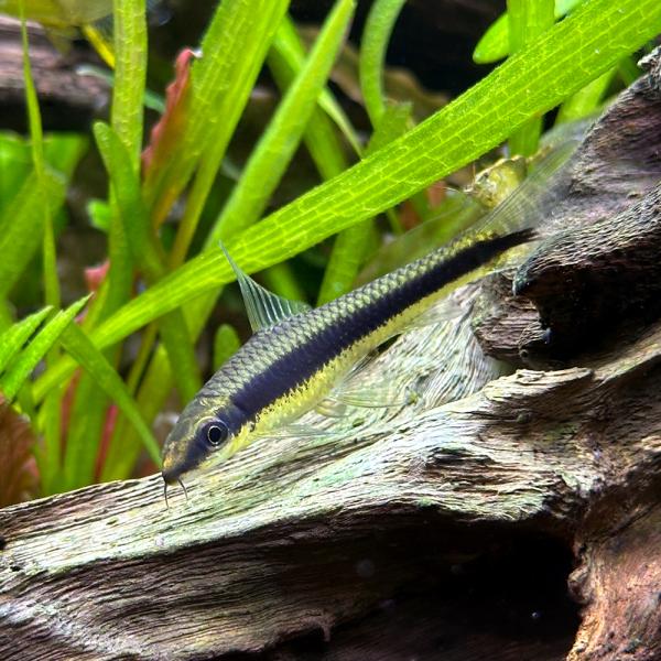 _aqua　熱帯魚・エビ他　ローチの仲間　タニノボリ・吸い付き系　サイアミーズ・フライングフォックス　siamensis_ff　Ｃｒｏｓｓｏｃｈｅｉｌｕｓ　ｓｉａｍｅｎｓｉｓ　４匹　食べさせる　コイ　ラスボラ等　ビギナーにオススメ　サイアミ...