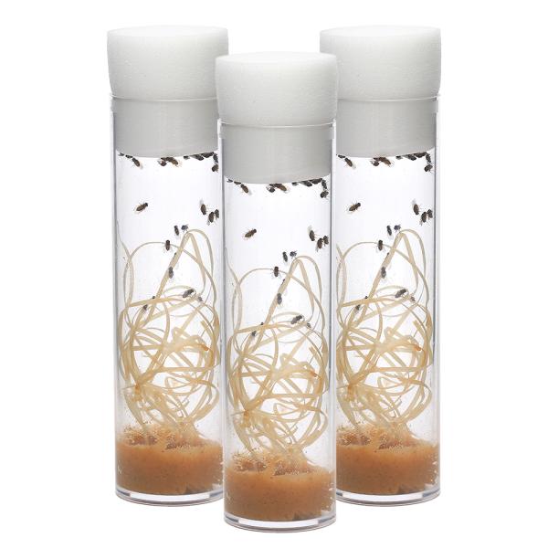 生き餌　大型魚エサ　爬虫類エサ　器具　餌　給餌器　生餌　ブライン　爬虫類生餌　▼トリニドショウジョウバエ　フライトレス　rep_food_fruitfly　repfoodflyflog　ＭＫ　20100911　活き餌　活餌　活きエサ　kai...