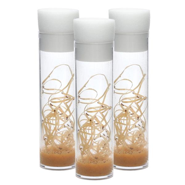 生き餌　大型魚エサ　爬虫類エサ　器具　餌　給餌器　生餌　ブライン　爬虫類生餌　▼キイロショウジョウバエ　ウィングレス　rep_food_fruitfly　repfoodflyflog　ＭＫ　20100911　活き餌　活餌　活きエサ　アクアリ...