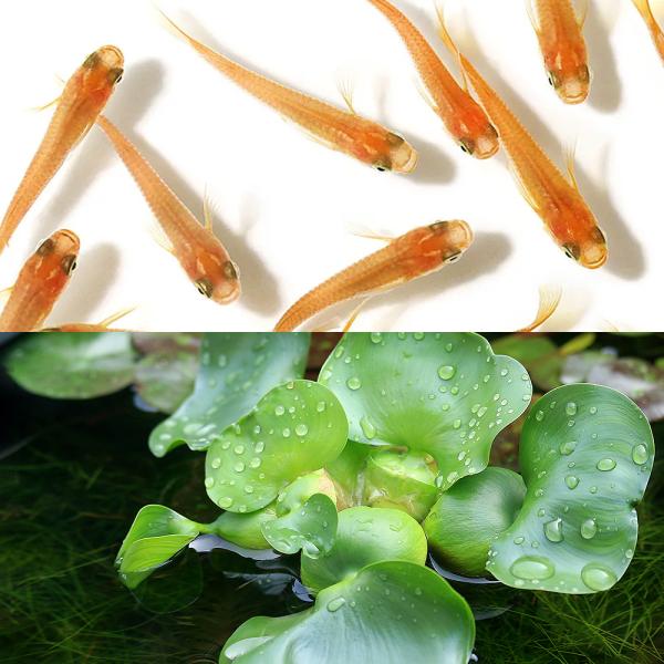 _aqua　Ｏｒｙｚｉａｓ　ｌａｔｉｐｅｓ　ｖａｒ．　メダカホテイ草セット　ビオトープにおすすめの生体　biotope　ホテイ草特集　熱帯魚　エビ他　日本産メダカ　hotei＆medaka　medakaxhotei0517　20110517...