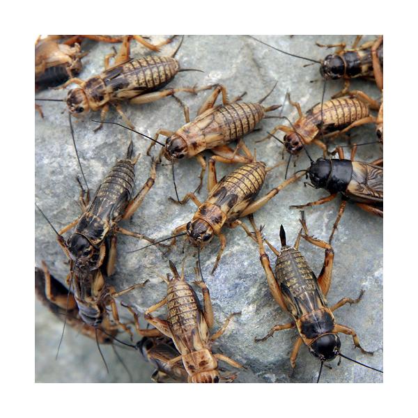 iajt^zVRIM@lk@SOCiQOOj@঒ށ@ށ@^@a@GT@a@kCEBq֗vۉ