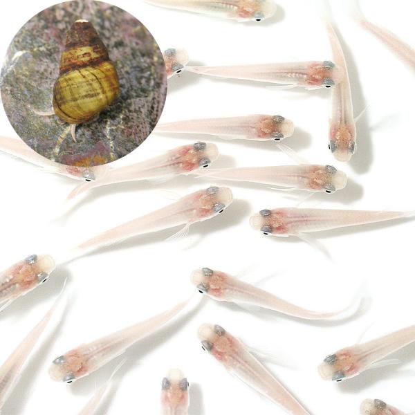 Ｏｒｙｚｉａｓ　ｌａｔｉｐｅｓ　ｖａｒ．　メダカヒメタニシセット　ビオトープにおすすめの生体　biotope　熱帯魚　エビ他　日本産メダカ　白メダカ　ヒメタニシ　nittan_medaka_shiro　ＨＭ　mdtnsi0530　bioto...