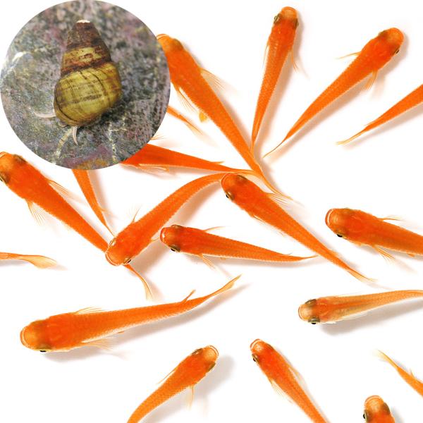 Ｏｒｙｚｉａｓ　ｌａｔｉｐｅｓ　ｖａｒ．　メダカヒメタニシセット　ビオトープにおすすめの生体　biotope　熱帯魚　エビ他　日本産メダカ　ヒメタニシ　nittan_medaka_youkihi　ＨＭ　淡水生体　mlm216ymdd　y12...