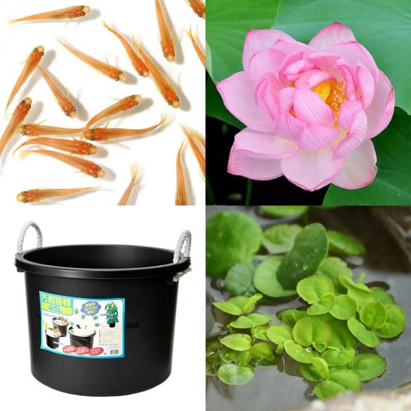 _aqua　sfset　_gardening　ビオトープ　睡蓮　スイレン　ハス　鉢　ガーデニング　水辺植物　ハスと鉢のセット　はじめてのハス栽培セット　set_wmedaka　startset_hasu_medaka　メダカ付　201206...