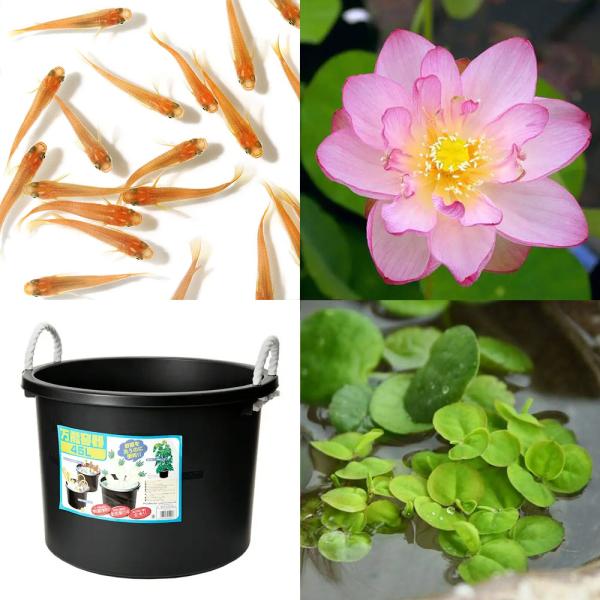 ビオトープ　睡蓮　スイレン　ハス　鉢　ビオセット購入時限定　ガーデニング　水辺植物　ハスと鉢のセット　はじめてのハス栽培セットet_wmedakatartset_hasu_medaka　はじめてのハス栽培セット　メダカ付　20120622　...