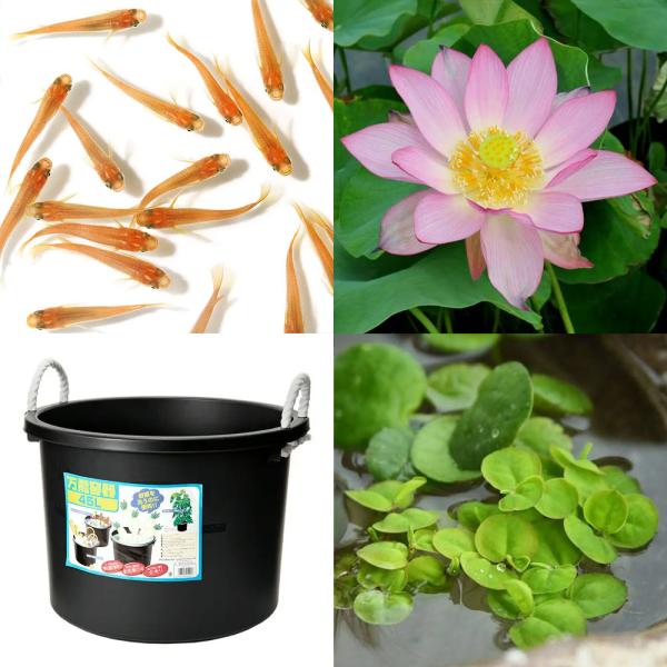 ビオトープ　睡蓮　スイレン　ハス　鉢　ビオセット購入時限定　ガーデニング　水辺植物　ハスと鉢のセット　はじめてのハス栽培セット　set_wmedaka　startset_hasu_medaka　メダカ付　20120622　ＨＭ　starts...