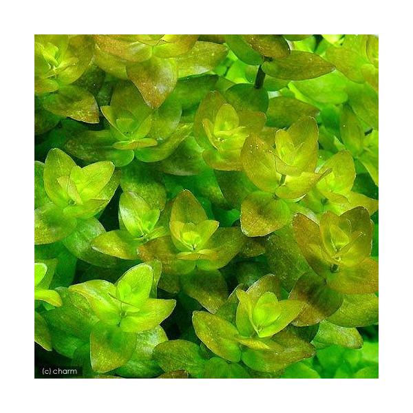 ijA@EH[^[oRpitji_jiR|bgj