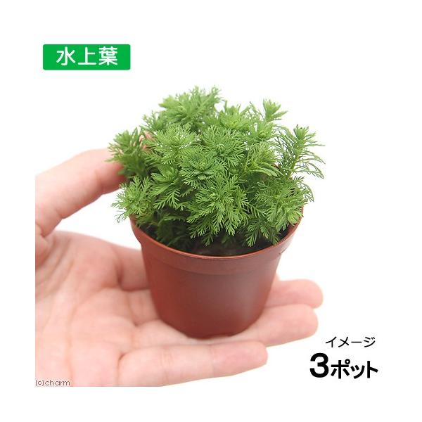 ij~ItBDiKCAih[tjAitji_jiRj