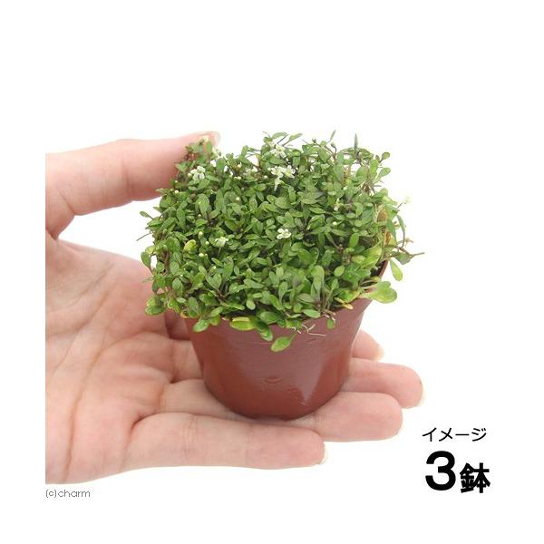 ijOb\XeBO}itjAi_jiRj@kCEBq֗vۉ