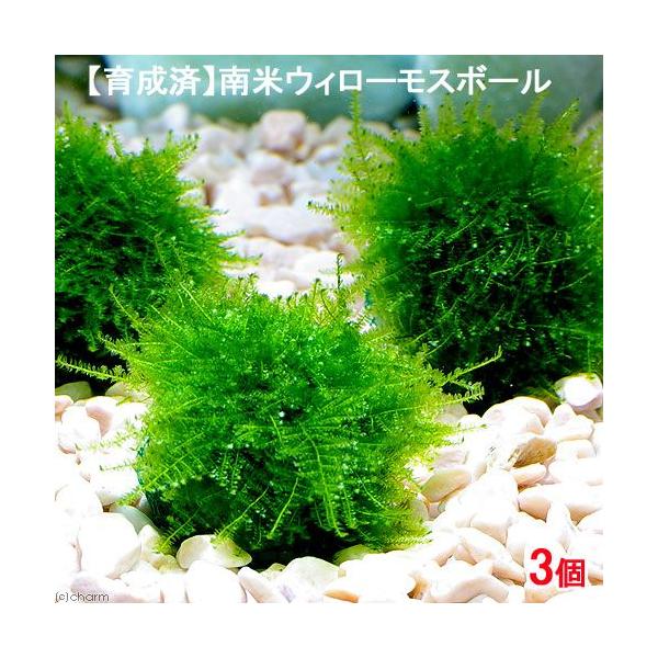 チャーム（charm） （水草）☆育成済☆ 南米ウィローモス ボール（水中