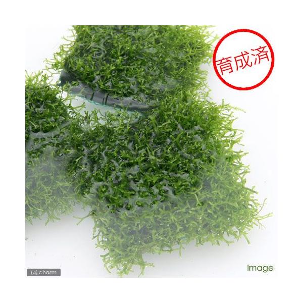 ij琬ρ@VA@^C@itji_jiTj@kCEBq֗vۉ