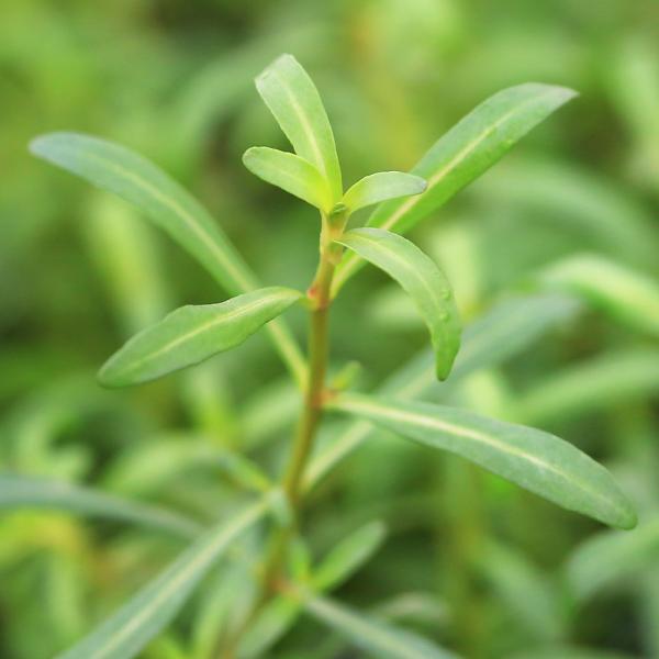 PF_SPQ　熱帯魚　_aqua　水上葉　水草　中景草　赤い　アラグアイアレッドクロスプランツはこちら　all_plants　水草赤い　wp_kywrd　itioshi09269　autumn_wp2wptop1911202wptop191...