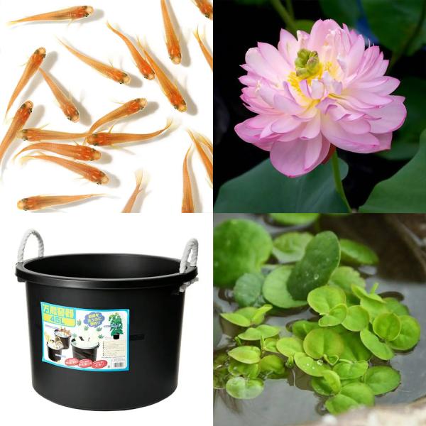 ビオトープ　睡蓮　スイレン　ハス　鉢　ビオセット購入時限定　ガーデニング　水辺植物　ハスと鉢のセット　はじめてのハス栽培セット　set_hasu_anka　set_wmedaka　startset_hasu_medaka　メダカ付　star...